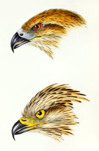 1. Black Kite (Milvus affinis) 2. Square-tailed Kite (Milvus Isurus) illustrated from A Synopsis of the Birds of Australia and the Adjacent Islands (1837) by John Gould (1804-1881).. Free illustration for personal and commercial use.