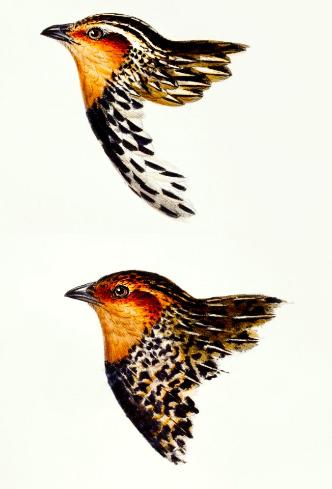 1. Stubble Quail (Coturnix pectoralis) 2. New Zealand quail (Coturnix novaezelandiae) illustrated from A Synopsis of the Birds of Australia and the Adjacent Islands (1837) by John Gould (1804-1881).