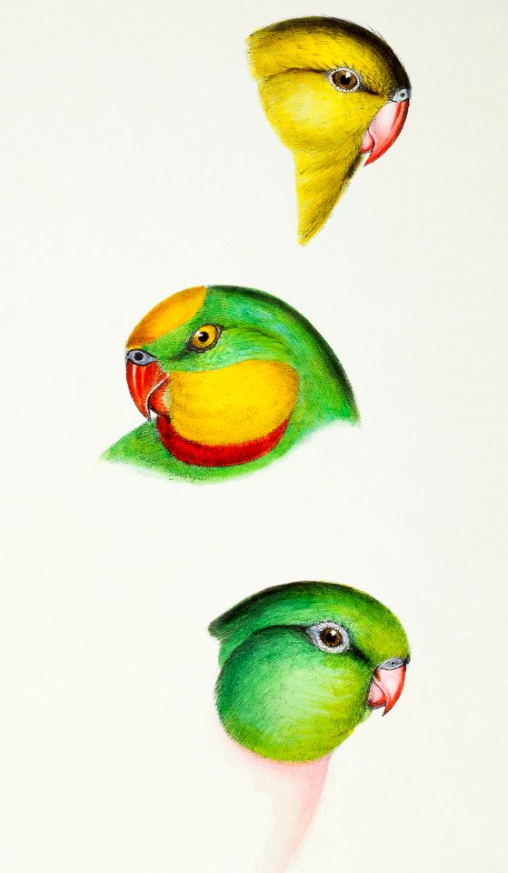 1. Regent Parrot (Polytelis melanura) 2. Superb parrot, male 3. female (Polytelis barrabandi) illustrated from A Synopsis of the Birds of Australia and the Adjacent Islands (1837) by John Gould (1804-1881).