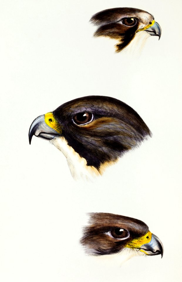 1. White fronted falcon (Falco frontatus) 2. Black-cheeked falcon (Falco melanogenys) 3. New Zealand Falcon (Falco brunnea) illustrated from A Synopsis of the Birds of Australia and the Adjacent Islands (1837) by John Gould (1804-1881).