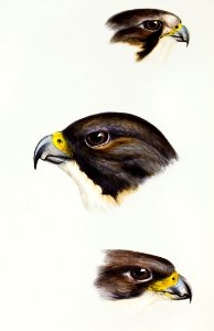 1. White fronted falcon (Falco frontatus) 2. Black-cheeked falcon (Falco melanogenys) 3. New Zealand Falcon (Falco brunnea) illustrated from A Synopsis of the Birds of Australia and the Adjacent Islands (1837) by John Gould (1804-1881).. Free illustration for personal and commercial use.