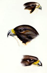 1. White fronted falcon (Falco frontatus) 2. Black-cheeked falcon (Falco melanogenys) 3. New Zealand Falcon (Falco brunnea) illustrated from A Synopsis of the Birds of Australia and the Adjacent Islands (1837) by John Gould (1804-1881).
