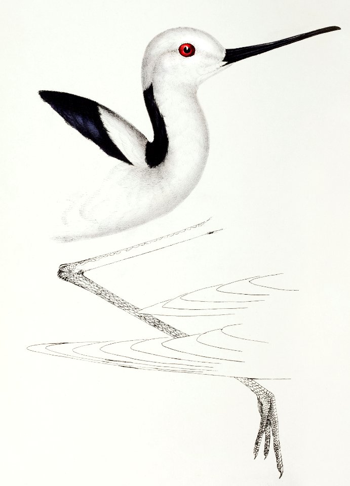 White-headed stilt (Himantopus leucocephalus) illustrated from A Synopsis of the Birds of Australia and the Adjacent Islands (1837) by John Gould (1804-1881).