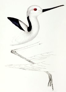 White-headed stilt (Himantopus leucocephalus) illustrated from A Synopsis of the Birds of Australia and the Adjacent Islands (1837) by John Gould (1804-1881).