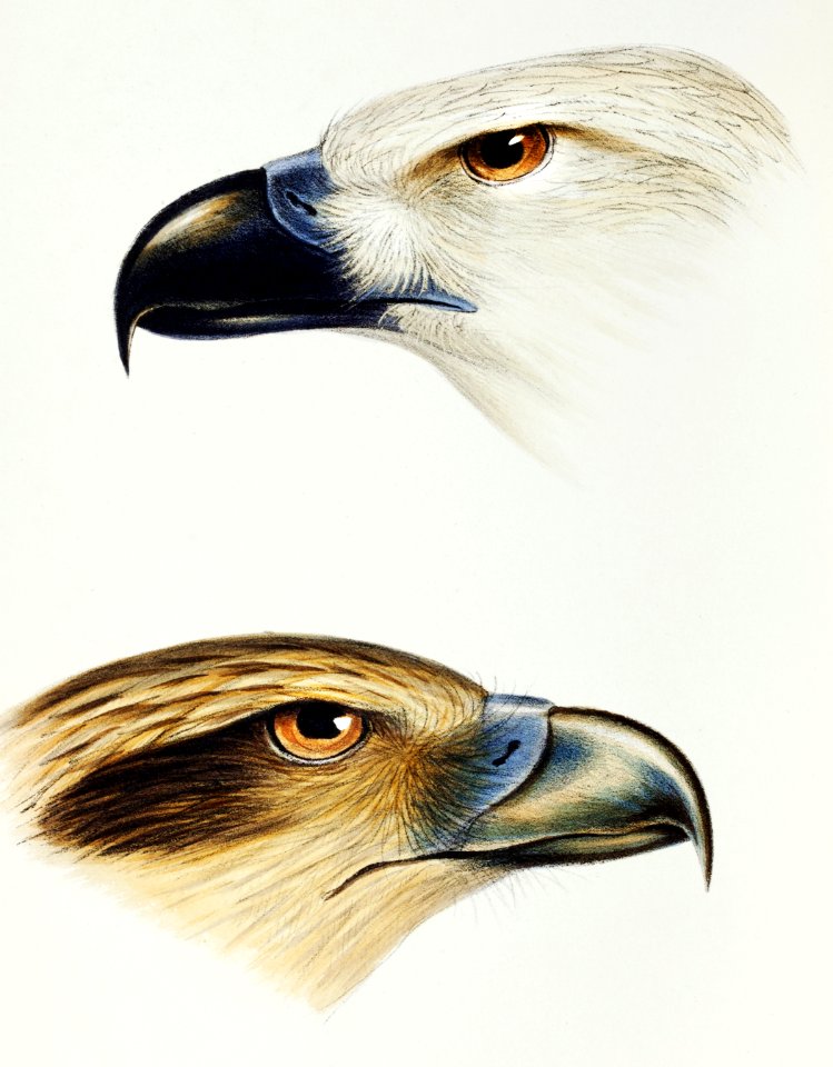 1. White-bellied sea eagle (Haliaeetus leucogaster) 2. Whistling kite (Haliastur sphenurus) illustrated from A Synopsis of the Birds of Australia and the Adjacent Islands (1837) by John Gould (1804-1881).