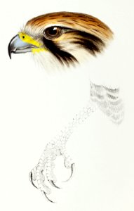Brown hawk (Leracidia berigora) illustrated from A Synopsis of the Birds of Australia and the Adjacent Islands (1837) by John Gould (1804-1881).
