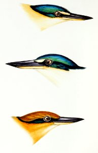 1. Halcyon sanctus (Sacred kingfisher) 2. Collared kingfisher (Halcyon collaris) 3. Guam kingfisher (Halcyon cinnamominus) illustrated from A Synopsis of the Birds of Australia and the Adjacent Islands (1837) by John Gould (1804-1881).. Free illustration for personal and commercial use.