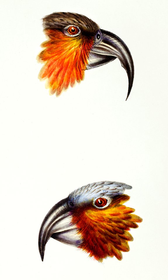 1. Norfolk kaka (Nestor productus) 2. Kaka parrot (Nestor Hypopolius) illustrated from A Synopsis of the Birds of Australia and the Adjacent Islands (1837) by John Gould (1804-1881).