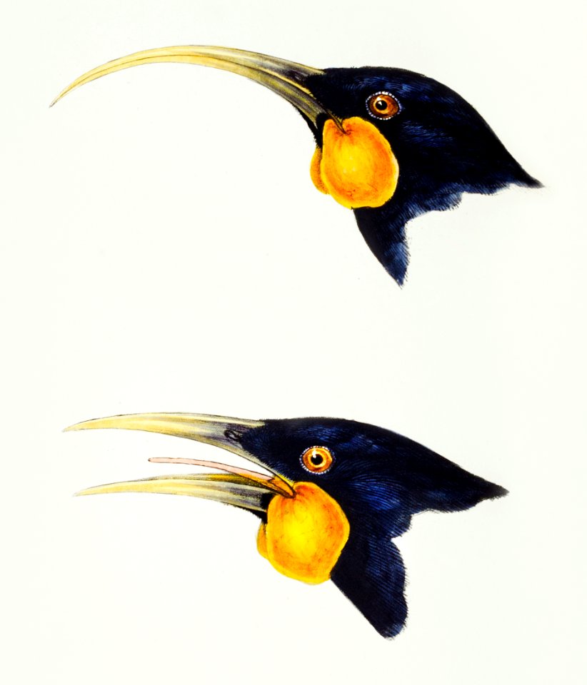 1. Huia, female (Neomorpha acutirostris) 2. Huia, male (Neomorpha crassirostris) illustrated from A Synopsis of the Birds of Australia and the Adjacent Islands (1837) by John Gould (1804-1881).