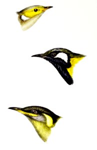 1. White-plumed Honeyeater (Meliphaga penicillata) 2. White-eared Honeyeater (Meliphaga leucotis) 3. Yellow-eared Honeyeater (Meliphaga chrysotis) illustrated from A Synopsis of the Birds of Australia and the Adjacent Islands (1837) by John Gould (1804-1881).