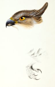 The Pacific Baza (Lepidogenys subcristatus) illustrated from A Synopsis of the Birds of Australia and the Adjacent Islands (1837) by John Gould (1804-1881).. Free illustration for personal and commercial use.