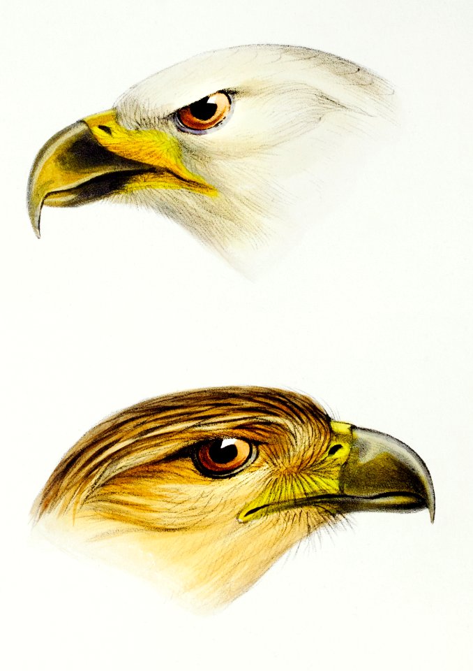 1. White-breasted sea-eagle (Haliaeetus leucosternus) 2. Little eagle (Haliaeetus canorus) illustrated from A Synopsis of the Birds of Australia and the Adjacent Islands (1837) by John Gould (1804-1881).