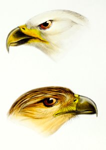 1. White-breasted sea-eagle (Haliaeetus leucosternus) 2. Little eagle (Haliaeetus canorus) illustrated from A Synopsis of the Birds of Australia and the Adjacent Islands (1837) by John Gould (1804-1881).