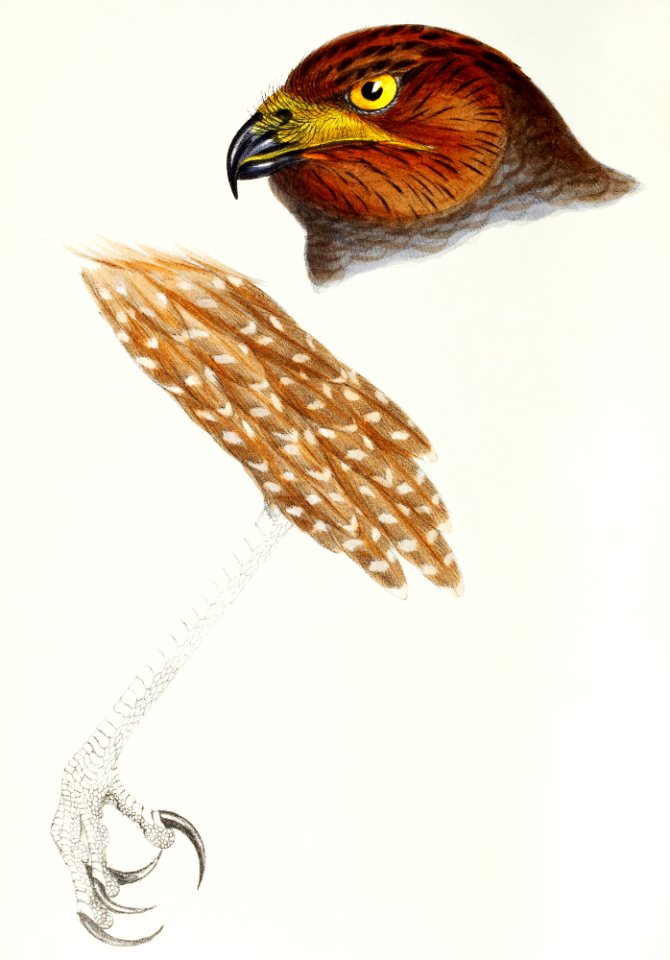 Jardine's Harrier (Circus jardinii) illustrated from A Synopsis of the Birds of Australia and the Adjacent Islands (1837) by John Gould (1804-1881).