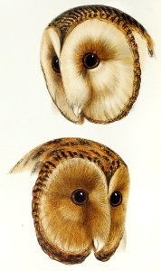 1. Masked barn owl (Strix personata) 2. Tasmanian masked owl (Strix castanops) illustrated from A Synopsis of the Birds of Australia and the Adjacent Islands (1837) by John Gould (1804-1881).