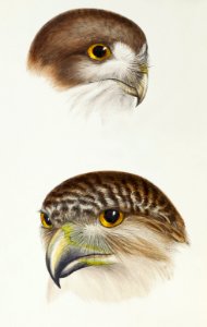 1. Possibly Boobook (Athene fortis) 2. Powerful owl (Athene strenua) illustrated from A Synopsis of the Birds of Australia and the Adjacent Islands (1837) by John Gould (1804-1881).. Free illustration for personal and commercial use.