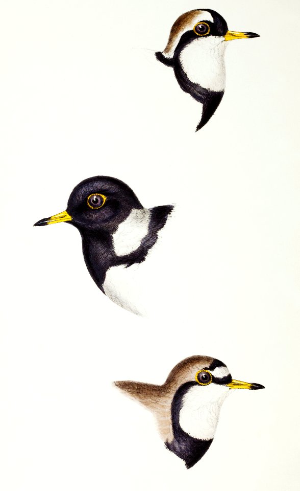 1. Black-fronted dotterel (Aegialitis nigrifrons) 2. Lesser sand-plover (Aegialitis monachus) 3. Double-banded plover (Aegialitis bicinctus) illustrated from A Synopsis of the Birds of Australia and the Adjacent Islands (1837) by John Gould (1804-1881).