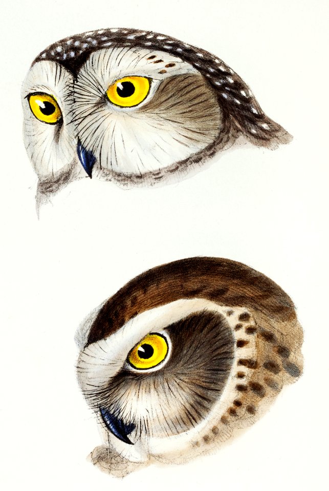 1. Spotted owl (Athene maculata) 2. Boobook owl (Athene boobook) illustrated from A Synopsis of the Birds of Australia and the Adjacent Islands (1837) by John Gould (1804-1881).