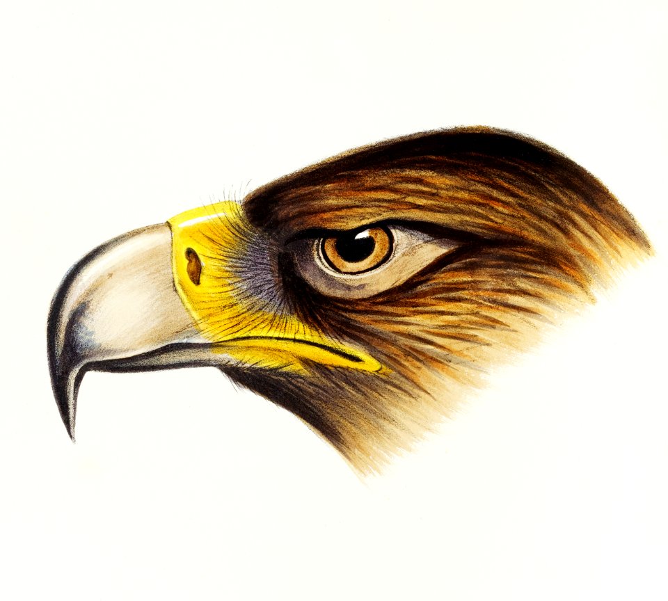 Wedge-tailed Eagle (Aquila fucosa) illustrated from A Synopsis of the Birds of Australia and the Adjacent Islands (1837) by John Gould (1804-1881).
