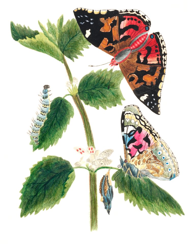 Antique watercolor illustration of nettle butterfly in various life stages published in 1824 by M.P.