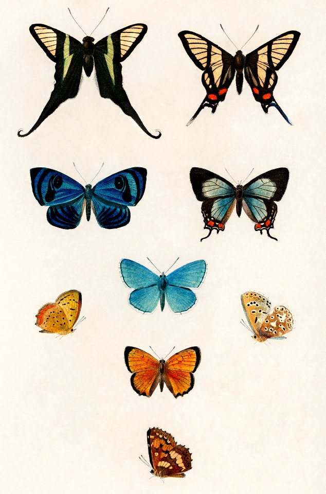 Collection of hand drawings of butterflies illustrated by Charles Dessalines D' Orbigny (1806-1876). Digitally enhanced from our own 1892 edition of Dictionnaire Universel D'histoire Naturelle.