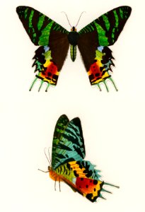 Madagascan Sunset Moth (Urania Riphaeus) illustrated by Charles Dessalines D' Orbigny (1806-1876). Digitally enhanced from our own 1892 edition of Dictionnaire Universel D'histoire Naturelle.. Free illustration for personal and commercial use.