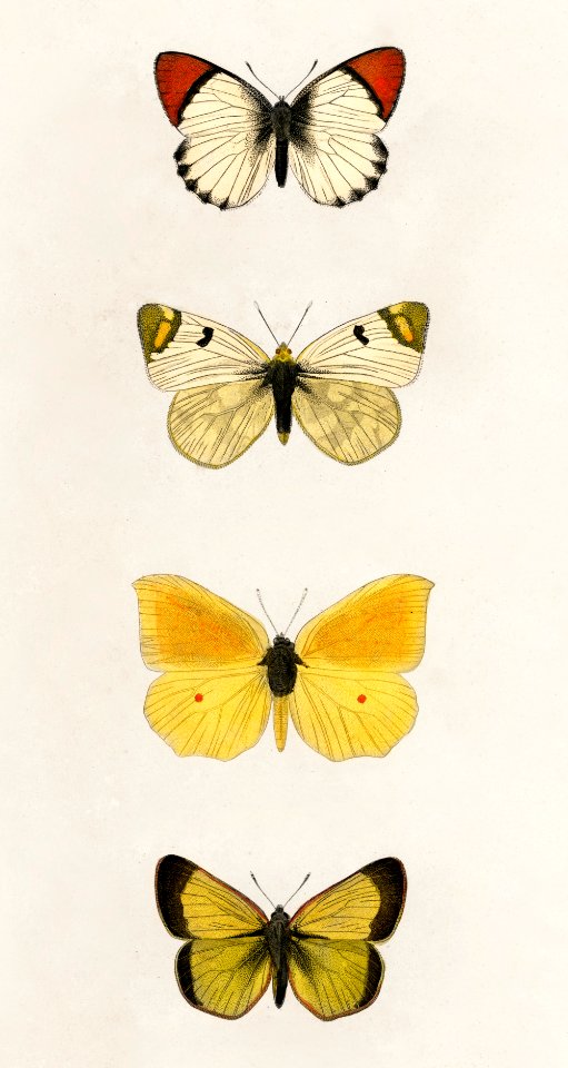 Different types of butterfly illustrated by Charles Dessalines D' Orbigny (1806-1876). Digitally enhanced from our own 1892 edition of Dictionnaire Universel D'histoire Naturelle.. Free illustration for personal and commercial use.