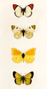 Different types of butterfly illustrated by Charles Dessalines D' Orbigny (1806-1876). Digitally enhanced from our own 1892 edition of Dictionnaire Universel D'histoire Naturelle.