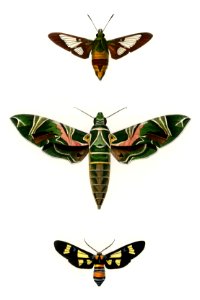 Different types of moths illustrated by Charles Dessalines D' Orbigny (1806-1876). Digitally enhanced from our own 1892 edition of Dictionnaire Universel D'histoire Naturelle.. Free illustration for personal and commercial use.