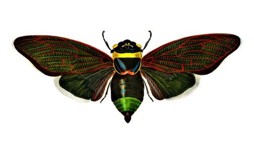 Gian cicuda (Cicada speciosa) illustrated by Charles Dessalines D' Orbigny (1806-1876). Digitally enhanced from our own 1892 edition of Dictionnaire Universel D'histoire Naturelle.. Free illustration for personal and commercial use.