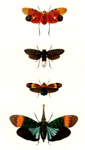 Collection of moths illustrated by Charles Dessalines D' Orbigny (1806-1876). Digitally enhanced from our own 1892 edition of Dictionnaire Universel D'histoire Naturelle.. Free illustration for personal and commercial use.