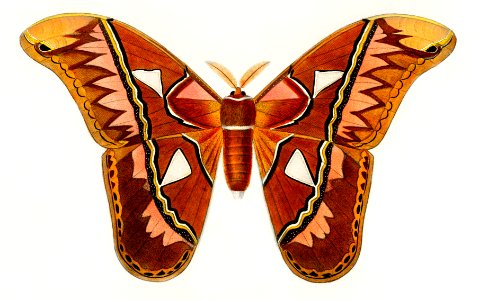 Attacus Atlas Moth (Attacus Aurora) illustrated by Charles Dessalines D' Orbigny (1806-1876). Digitally enhanced from our own 1892 edition of Dictionnaire Universel D'histoire Naturelle.. Free illustration for personal and commercial use.