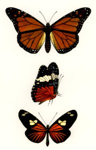 Different types of butterfly illustrated by Charles Dessalines D' Orbigny (1806-1876). Digitally enhanced from our own 1892 edition of Dictionnaire Universel D'histoire Naturelle.