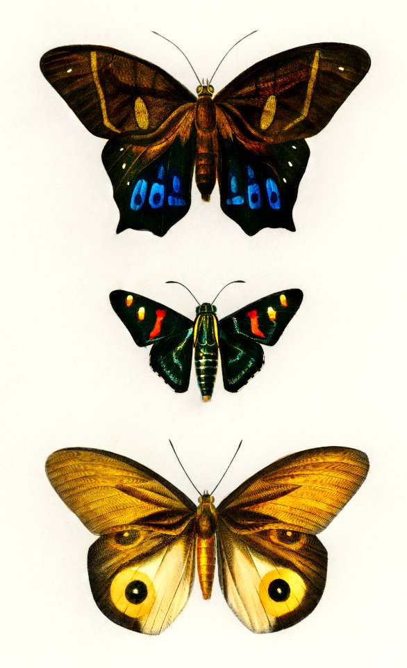 Different types of butterfly illustrated by Charles Dessalines D' Orbigny (1806-1876). Digitally enhanced from our own 1892 edition of Dictionnaire Universel D'histoire Naturelle.. Free illustration for personal and commercial use.