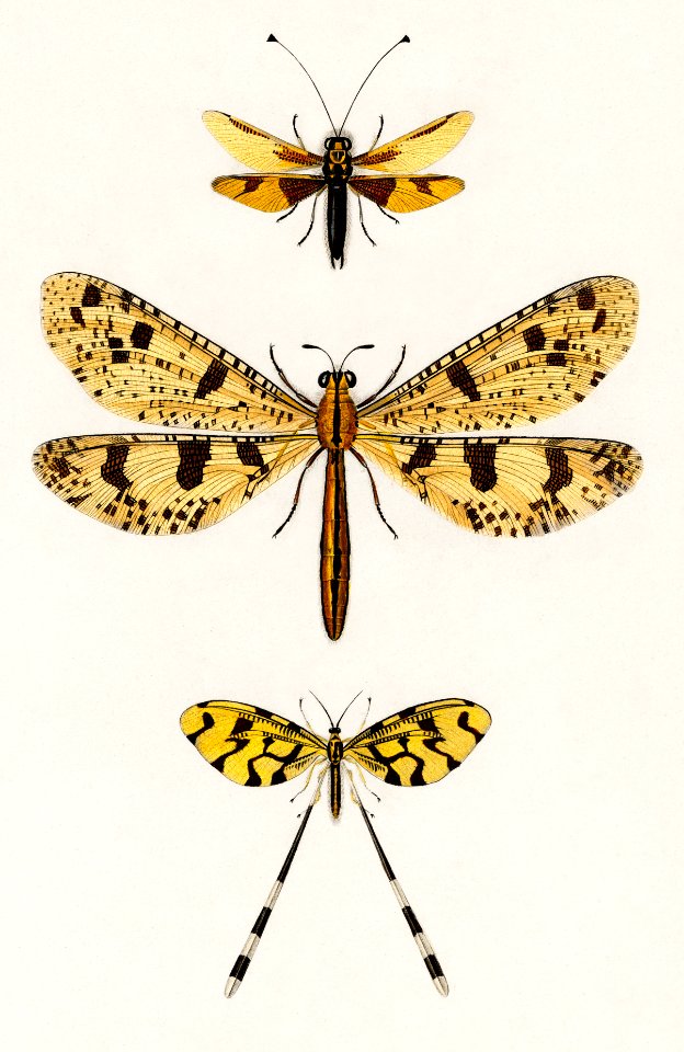 Collection of insects illustrated by Charles Dessalines D' Orbigny (1806-1876). Digitally enhanced from our own 1892 edition of Dictionnaire Universel D'histoire Naturelle.