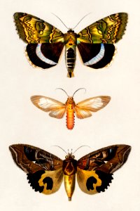Different types of moths illustrated by Charles Dessalines D' Orbigny (1806-1876). Digitally enhanced from our own 1892 edition of Dictionnaire Universel D'histoire Naturelle.