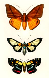 Collection of moths illustrated by Charles Dessalines D' Orbigny (1806-1876). Digitally enhanced from our own 1892 edition of Dictionnaire Universel D'histoire Naturelle.