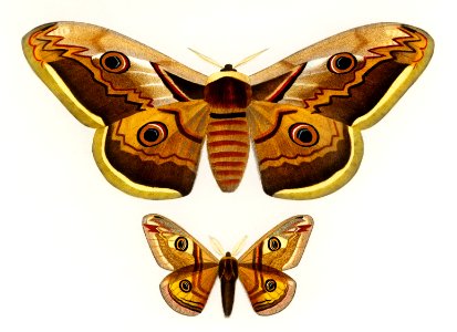Emporor moths illustrated by Charles Dessalines D' Orbigny (1806-1876). Digitally enhanced from our own 1892 edition of Dictionnaire Universel D'histoire Naturelle.. Free illustration for personal and commercial use.