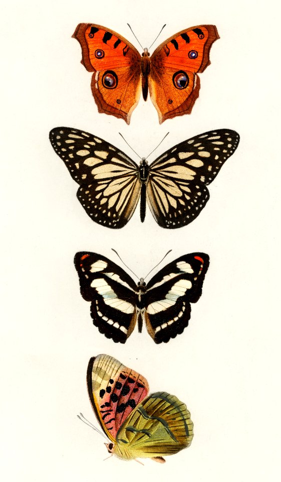Collection of butterflies illustrated by Charles Dessalines D' Orbigny (1806-1876). Digitally enhanced from our own 1892 edition of Dictionnaire Universel D'histoire Naturelle.