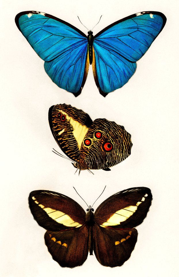 Different types of butterfly illustrated by Charles Dessalines D' Orbigny (1806-1876). Digitally enhanced from our own 1892 edition of Dictionnaire Universel D'histoire Naturelle.
