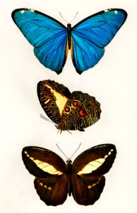 Different types of butterfly illustrated by Charles Dessalines D' Orbigny (1806-1876). Digitally enhanced from our own 1892 edition of Dictionnaire Universel D'histoire Naturelle.. Free illustration for personal and commercial use.