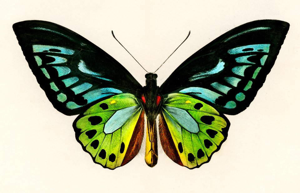Green birdwing (Ornithoptera priamus) illustrated by Charles Dessalines D' Orbigny (1806-1876). Digitally enhanced from our own 1892 edition of Dictionnaire Universel D'histoire Naturelle.