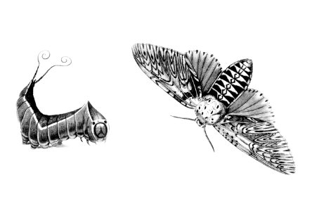 Illustration of Puss moth (Phalaena vinula) and its caterpillar from Zoological lectures delivered at the Royal institution in the years 1806-7 illustrated by George Shaw (1751-1813).