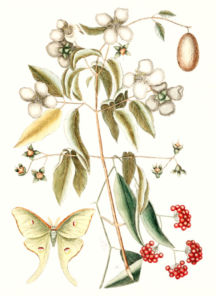 Four-eye'd Night Butterfly (Phalæna plumata caudata) from The natural history of Carolina, Florida, and the Bahama Islands (1754) by Mark Catesby (1683-1749).