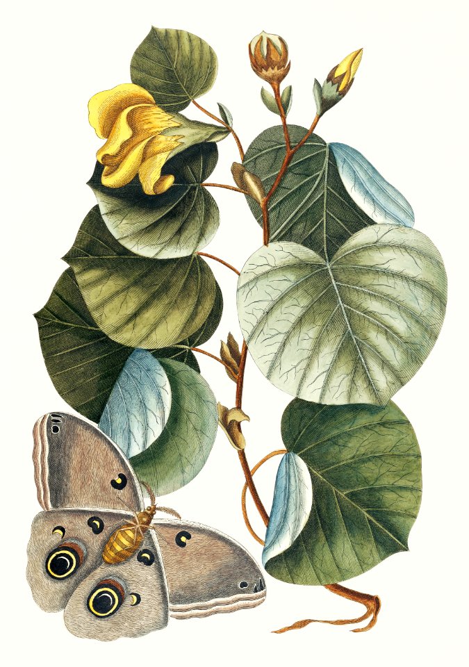 Mano Tree (Ketmia) from The natural history of Carolina, Florida, and the Bahama Islands (1754) by Mark Catesby (1683-1749).