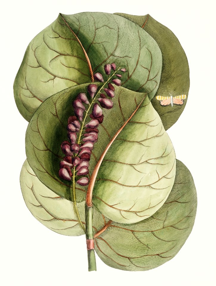Mangrove Grape-Tree (Prunus maritima racemosa) and Great horned butterfly (Eruca maxima cornuta) from The natural history of Carolina, Florida, and the Bahama Islands (1754) by Mark Catesby (1683-1749).