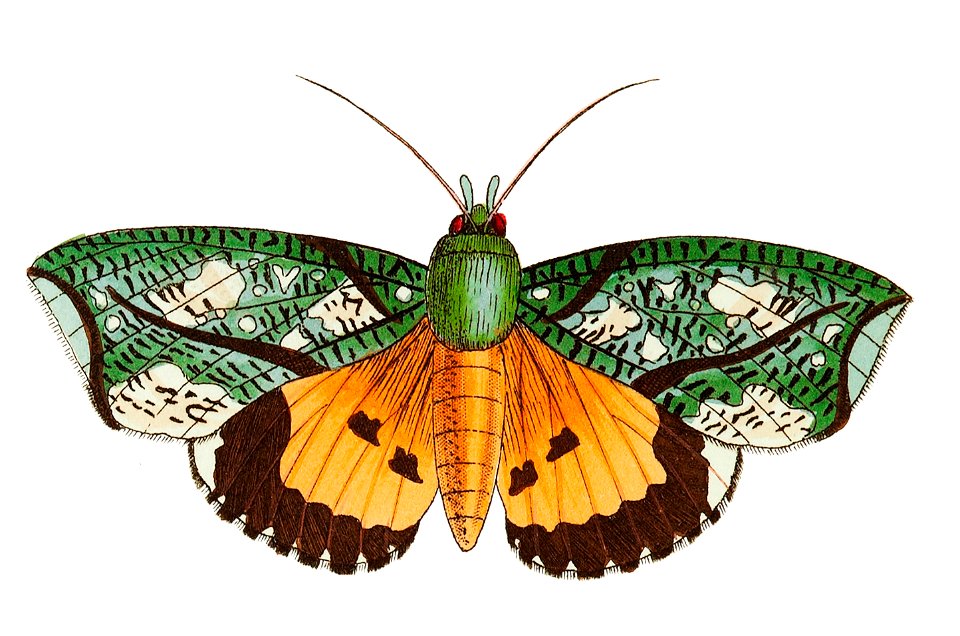 Hypermnestra moth illustration from The Naturalist's Miscellany (1789-1813) by George Shaw (1751-1813)