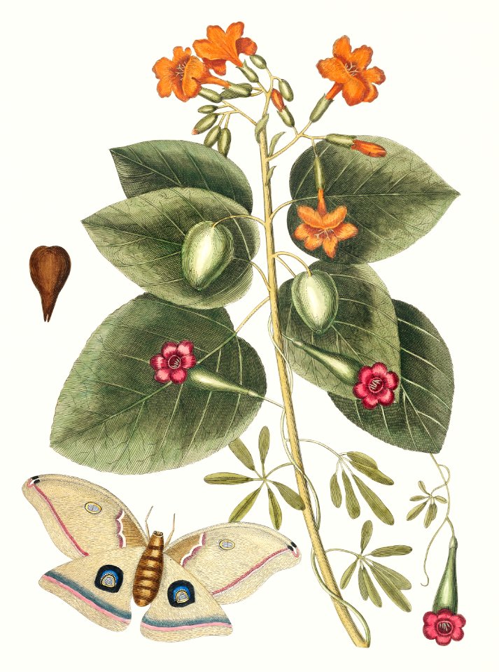 Great Moth (Phalæna ingens) from The natural history of Carolina, Florida, and the Bahama Islands (1754) by Mark Catesby (1683-1749).