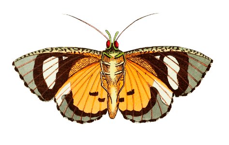 Hypermnestra moth illustration from The Naturalist's Miscellany (1789-1813) by George Shaw (1751-1813). Free illustration for personal and commercial use.
