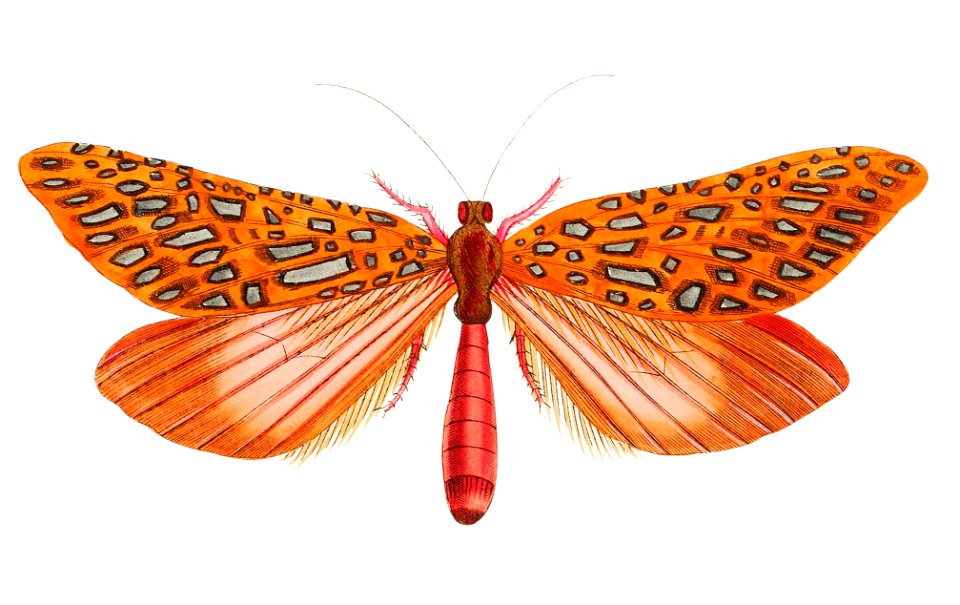 Venus Moth illustration from The Naturalist's Miscellany (1789-1813) by George Shaw (1751-1813)